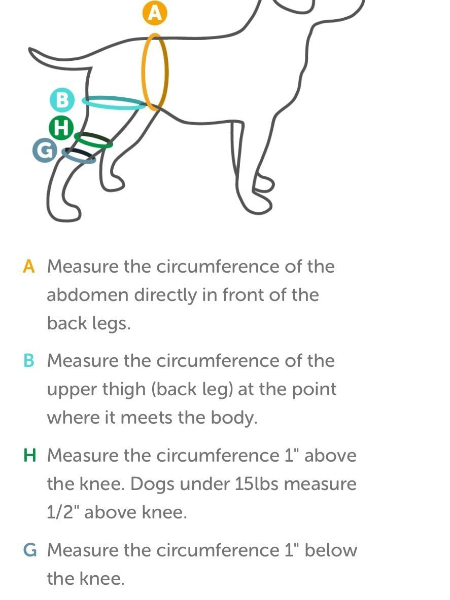 ACL Injuries In Dogs - Canine Arthritis