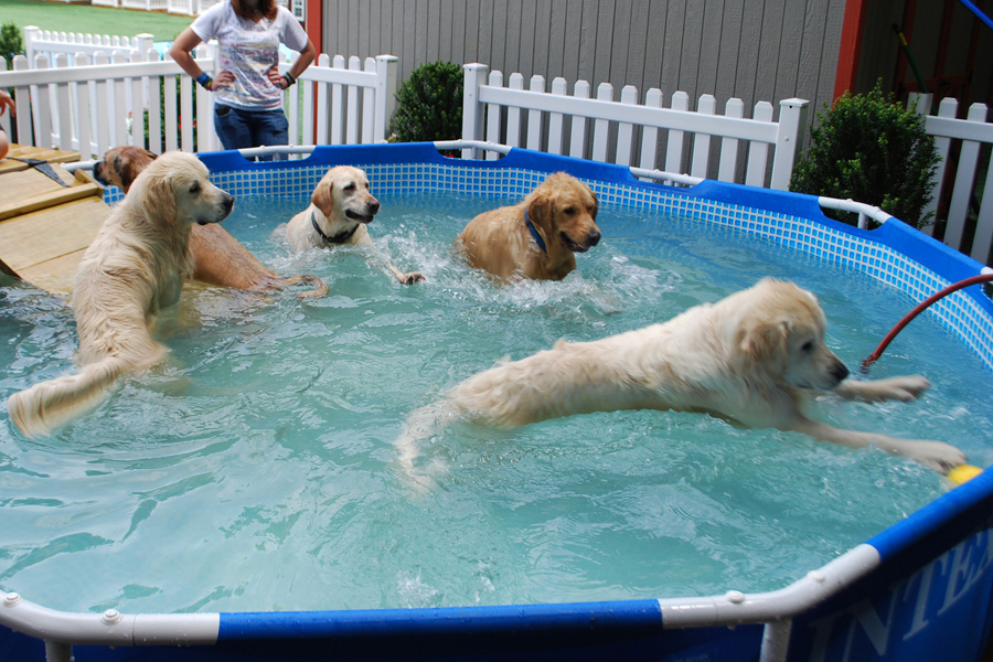 hydrotherapy pool for dogs near me